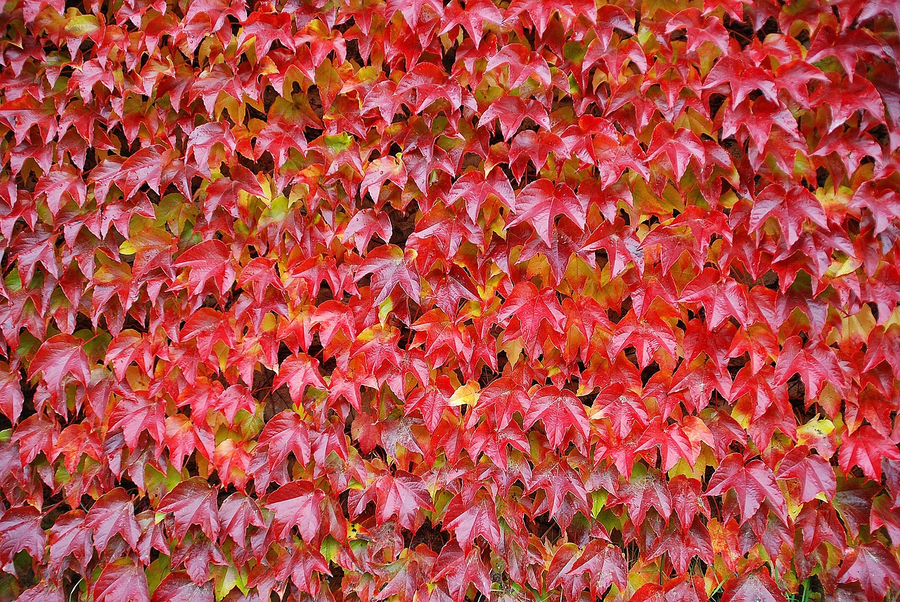 Demillus 2 via fatura: como emitir sua conta de forma prática