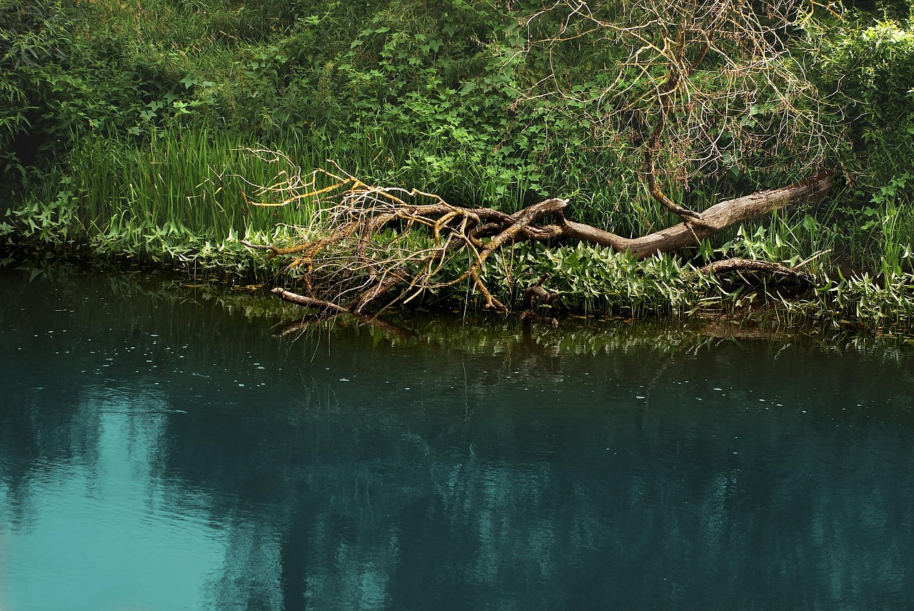Detran Ribeirão das Neves: como agendar e acessar serviços