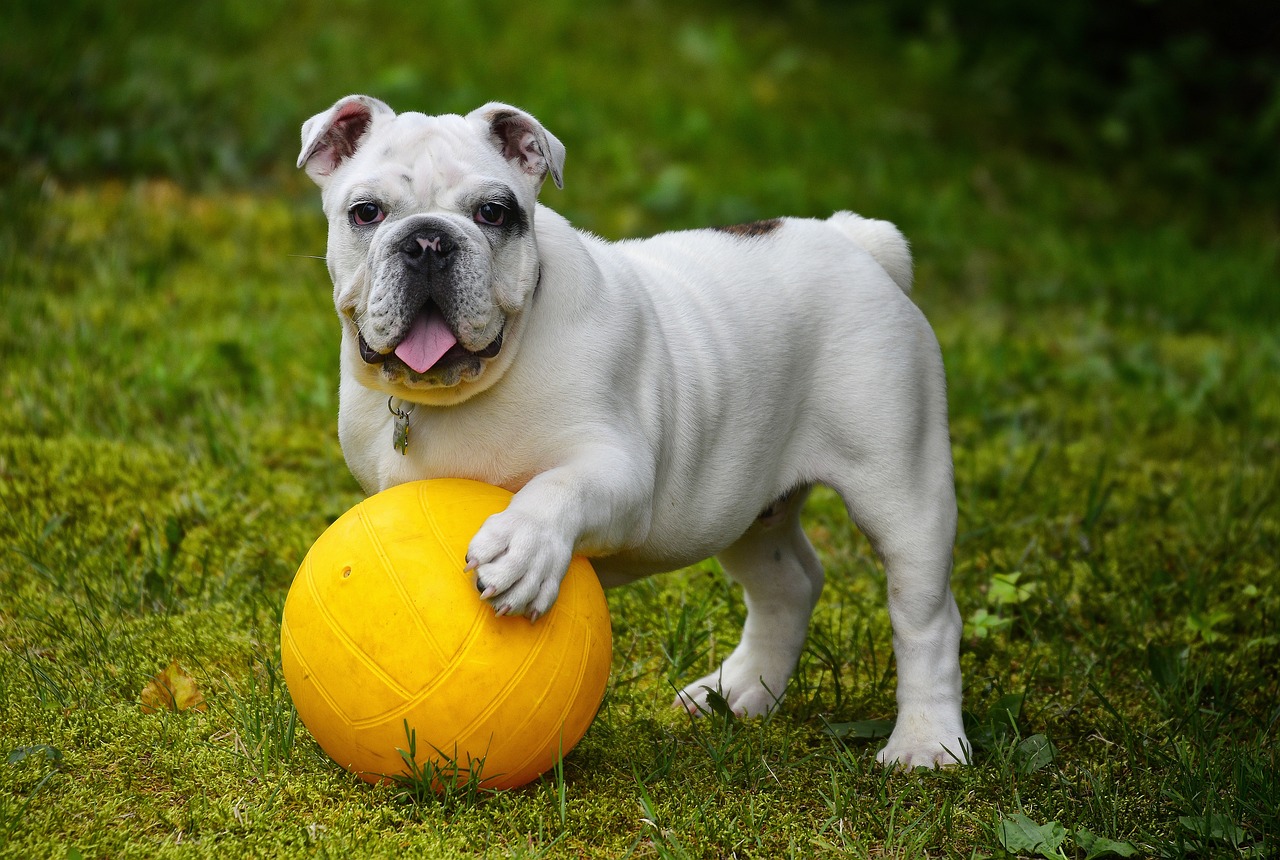 Nomes para time de futsal interclasse: ideias para destacar sua equipe