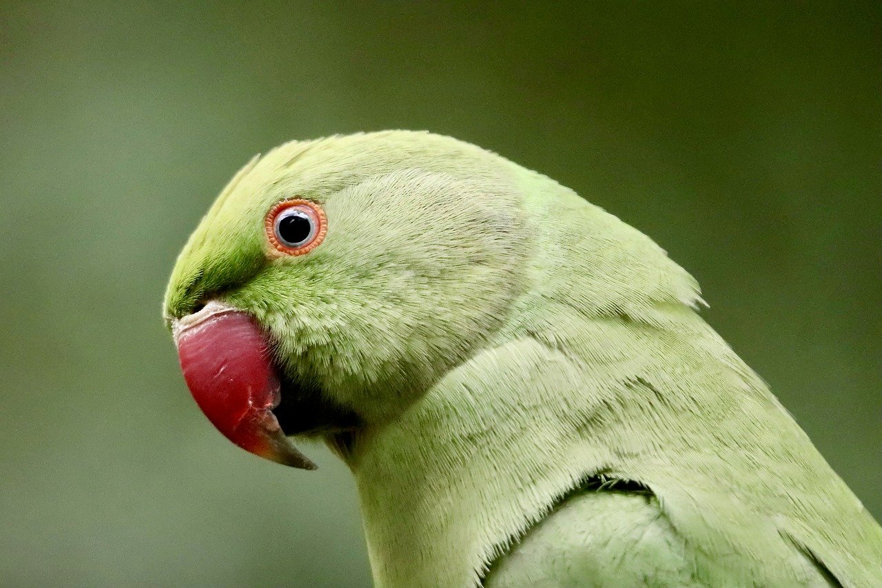 O que significa sonhar sendo pedida em namoro e qual mensagem ele traz