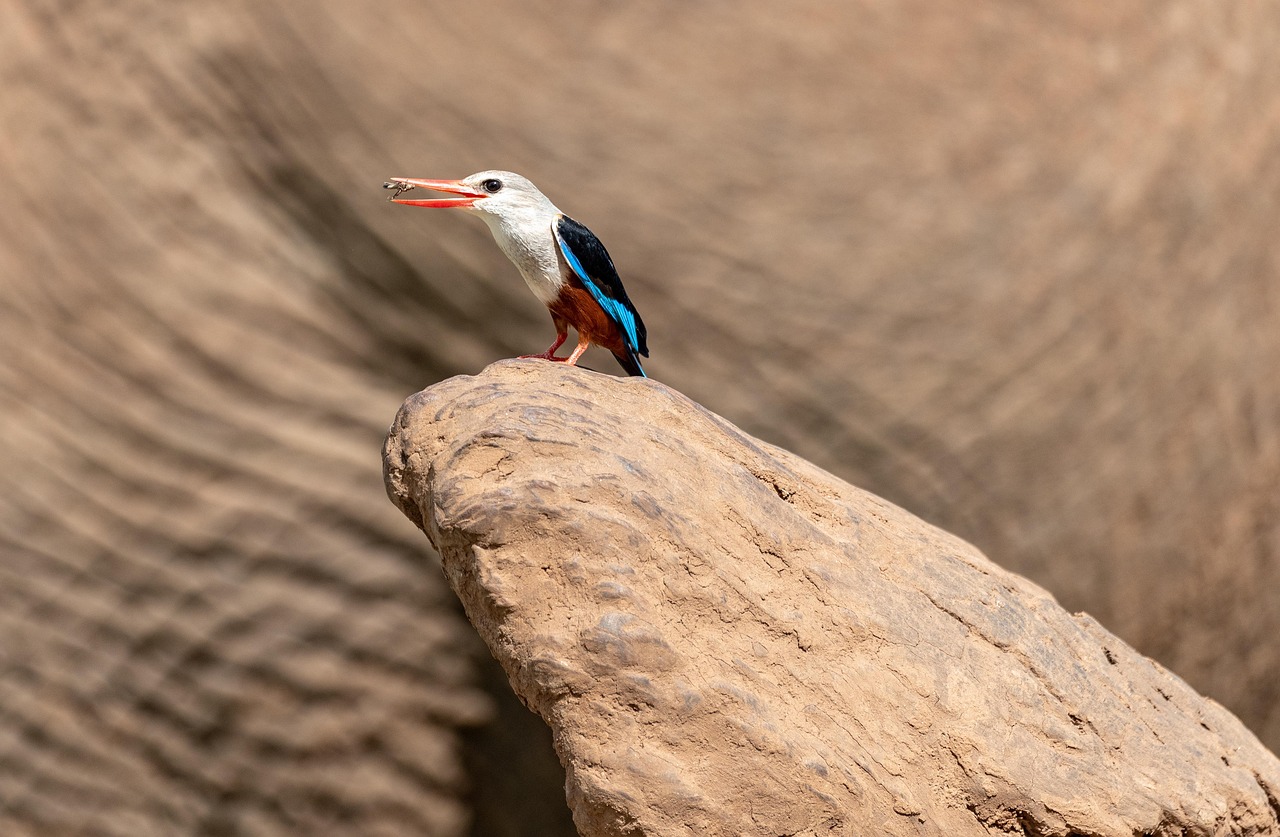 Sanesc 2 via conta: como emitir sua fatura de água online