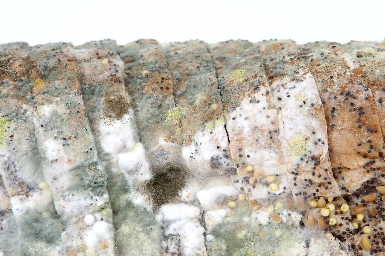 Sonhar com bichos na comida indica contaminação emocional e alerta interior