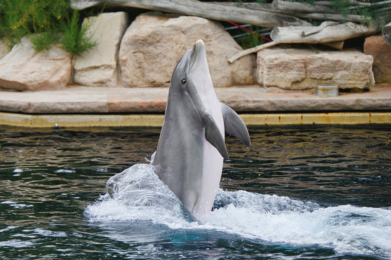Sonhar com boto rosa representa amor, magia e energia espiritual positiva