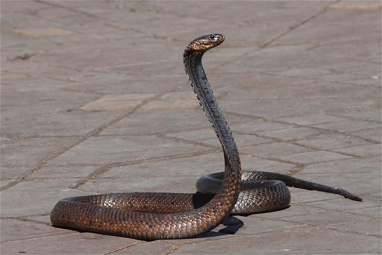 Sonhar com cobra atacando gato indica confronto entre instinto e razão