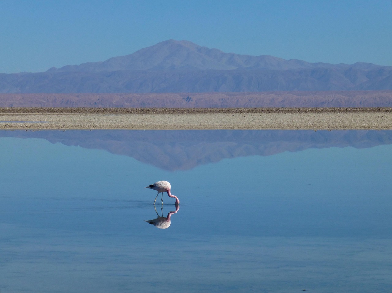 Sonhar com flamingo representa equilíbrio, elegância e harmonia