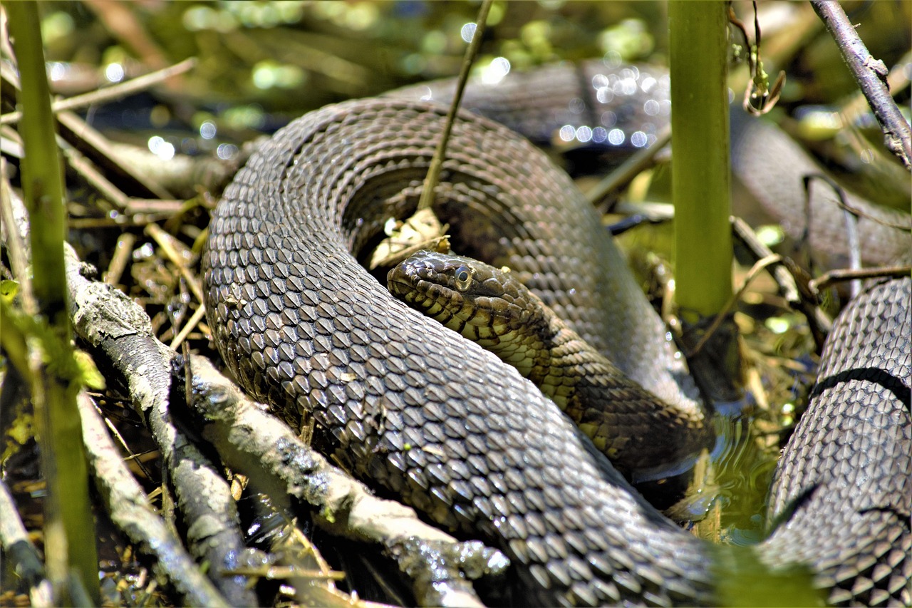 Sonhar com gato matando cobra simboliza vitória sobre inimigos e superação