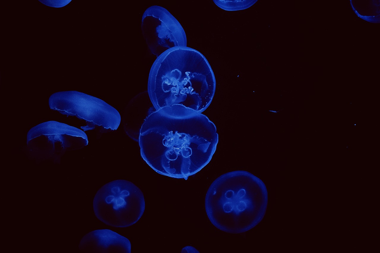 Sonhar com gelatina indica instabilidade e adaptação a mudanças