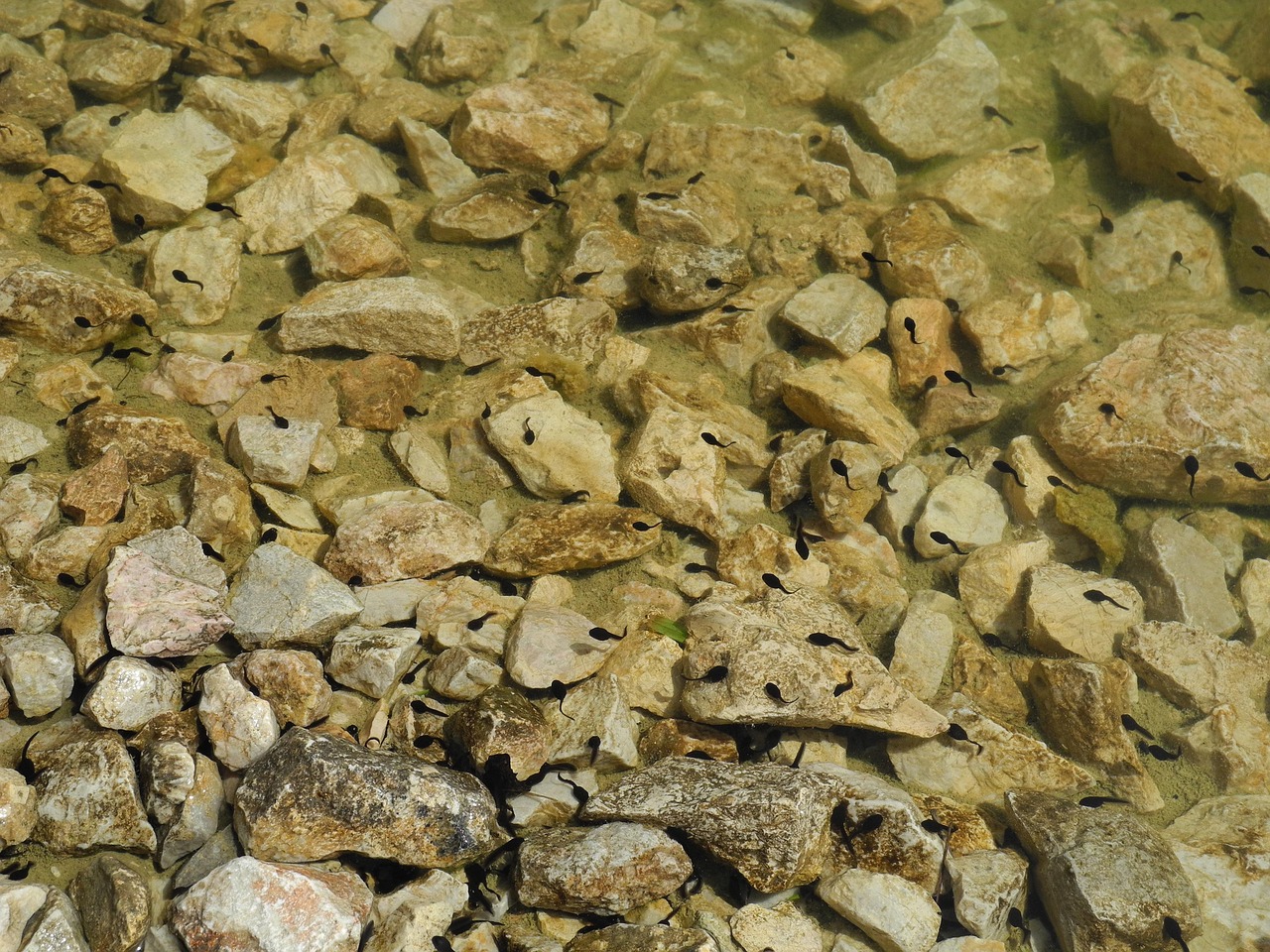 Sonhar com girino simboliza início de transformações e novas fases