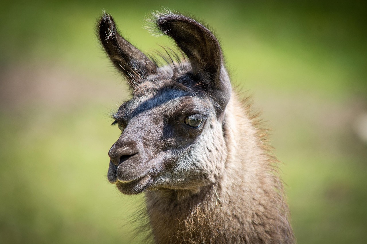 Sonhar com lhama representa tranquilidade, paciência e proteção