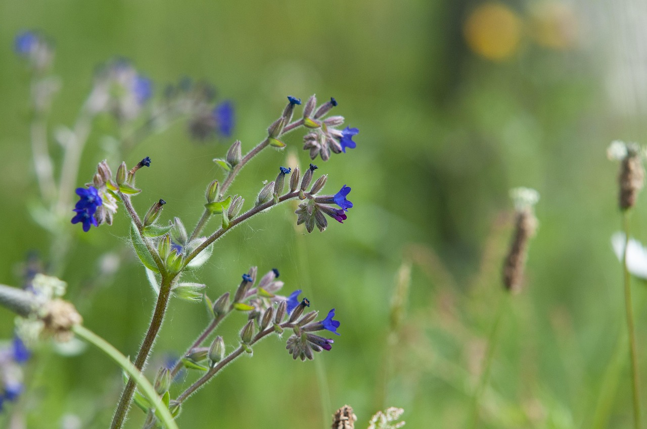 Sonhar com língua de boi revela segredos e comunicação reprimida