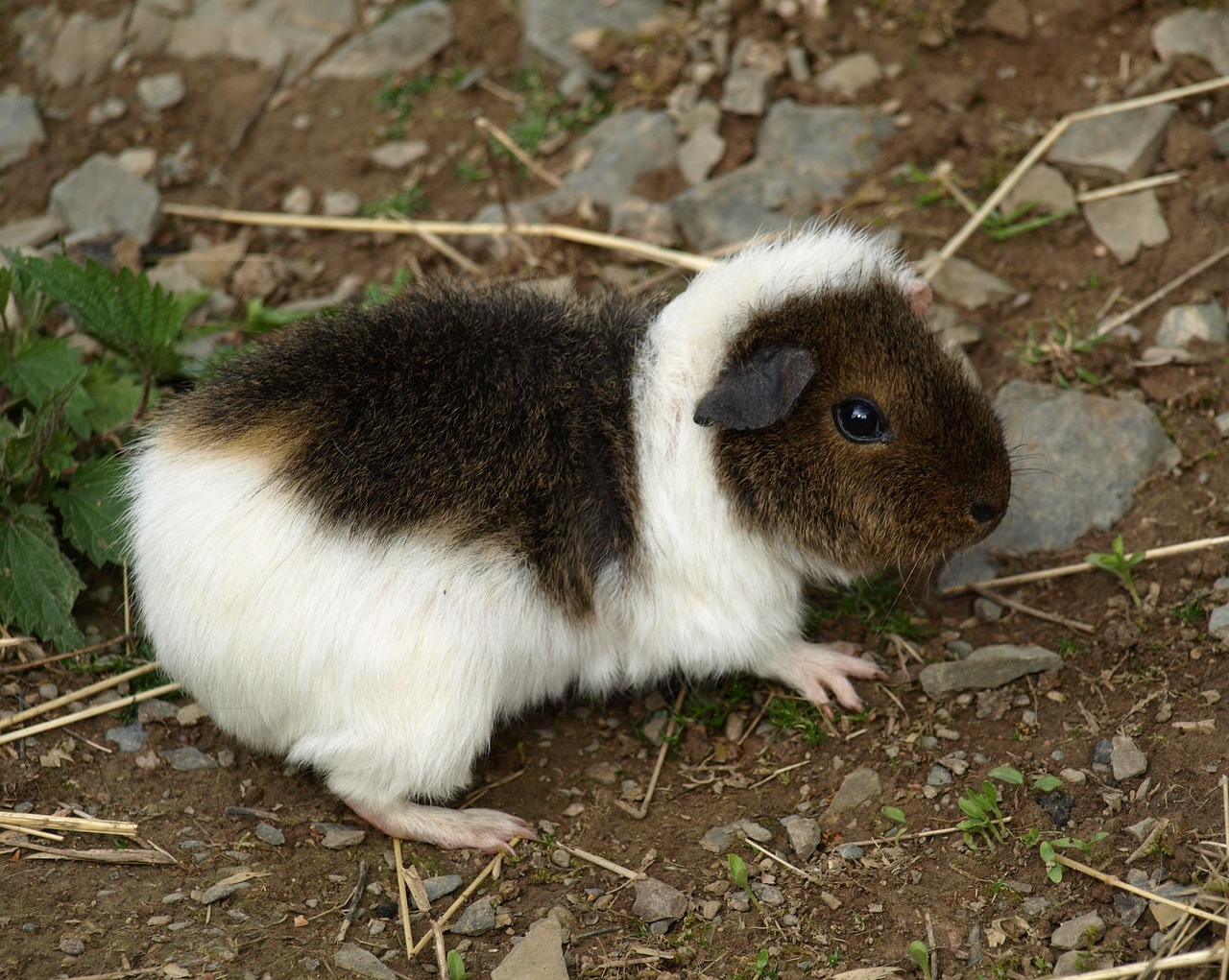 Sonhar com porquinhos da índia indica ternura e laços afetivos sinceros