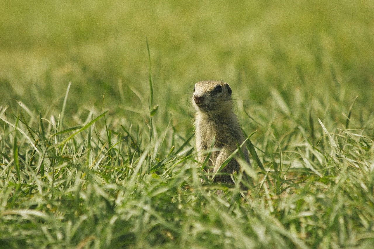 Sonhar com preá representa timidez e necessidade de cautela