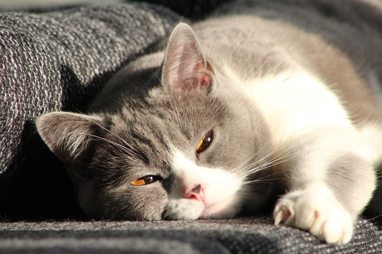 Sonhar com pus saindo do corpo indica purificação e libertação interior