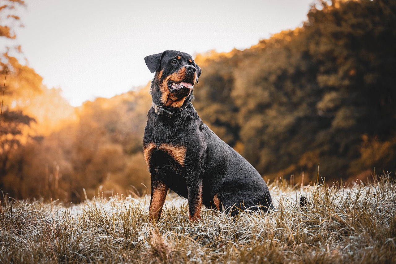 Sonhar com rottweiler indica lealdade e necessidade de proteção