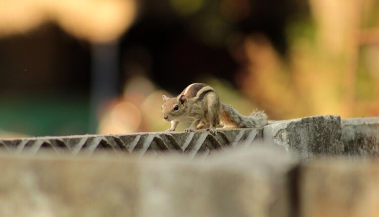 Qual o nome de todos os esquilos em Alvin e os Esquilos: conheça os personagens