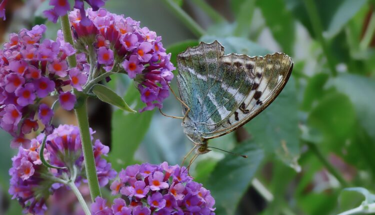 O que significa ver uma borboleta preta em casa: mitos e simbolismos