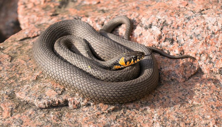 Cobra de jardim: o que é e como lidar com segurança