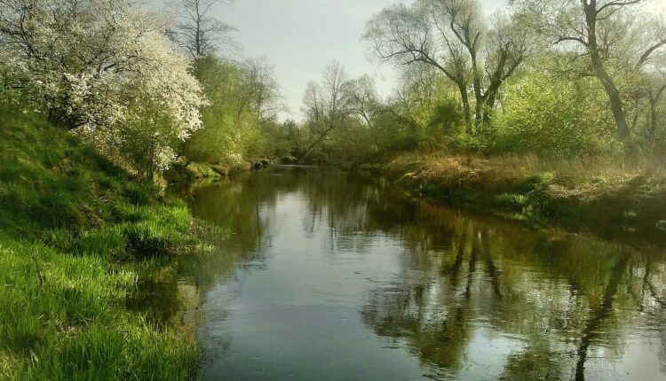 Número do espelho da CNH: o que é e como consultar