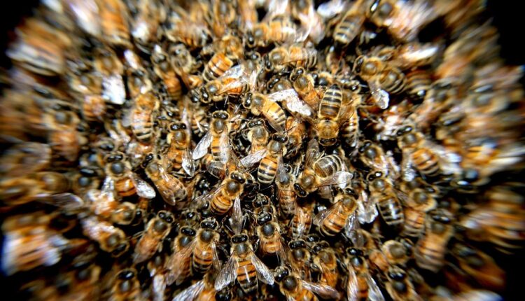 Hive Micro cadastro 2025: como se inscrever e ganhar dinheiro