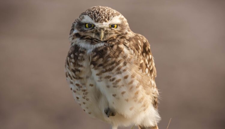Nomes para corujas: ideias criativas para batizar seu pet