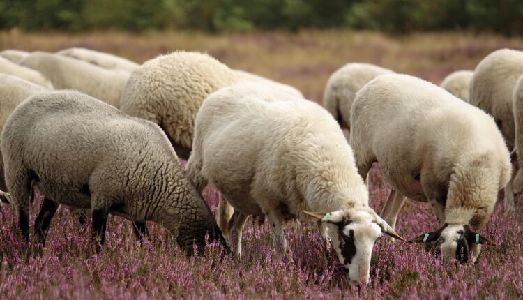 Nomes para ovelhas: sugestões fofas para seus animais