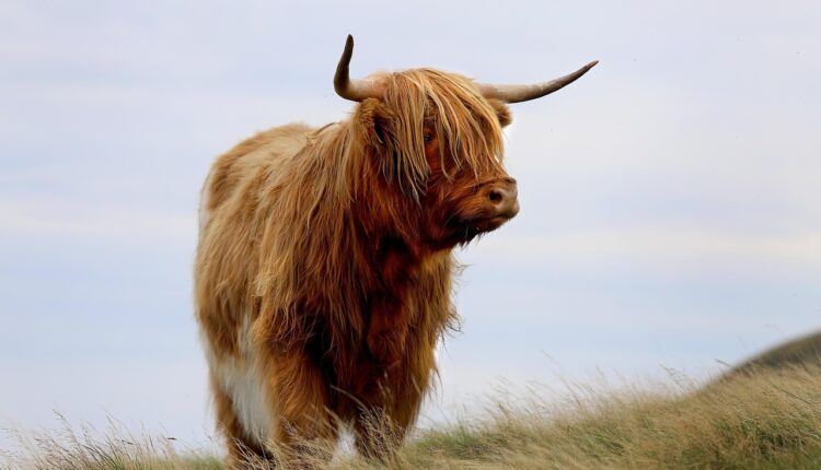 Nomes para touros: ideias poderosas para batizar seu animal