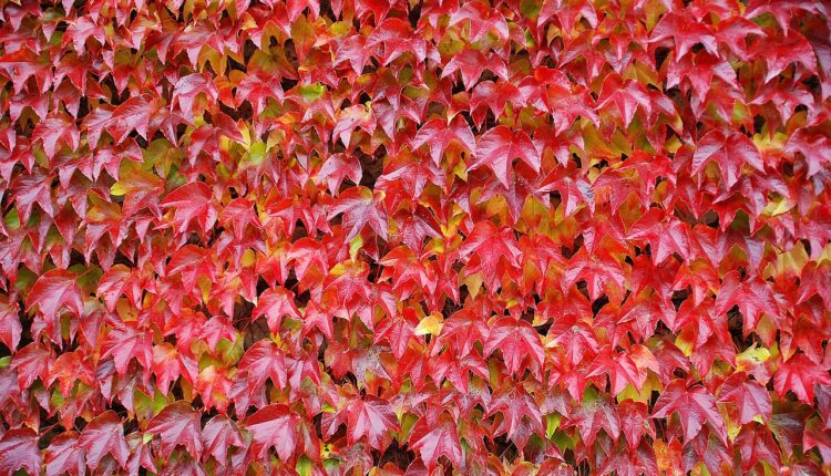 Unihosp Saúde 2 via fatura: como emitir sua conta online