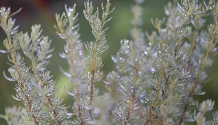 Sonhar com alecrim simboliza cura, proteção e boas vibrações