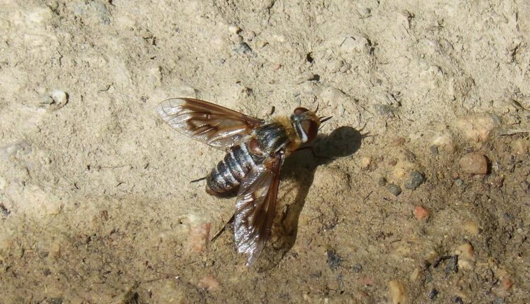 Sonhar com berne saindo do corpo indica libertação de energias negativas