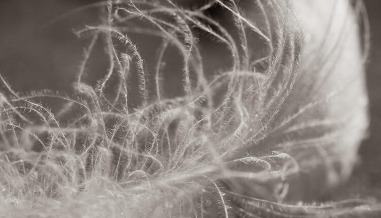 Sonhar com penas pode revelar leveza espiritual e libertação emocional