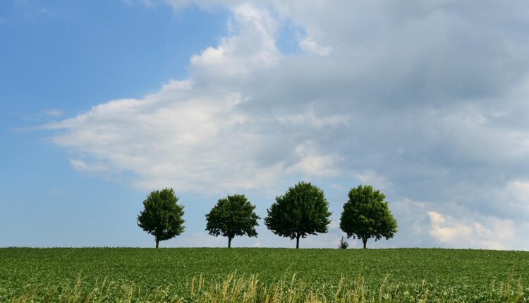 Sonhar com quadrigêmeos revela abundância e crescimento acelerado