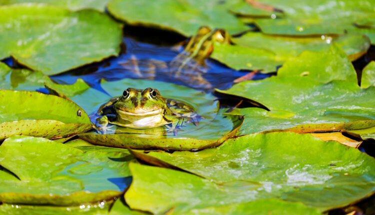 Sonhar com açude pode simbolizar emoções profundas e tranquilidade interior