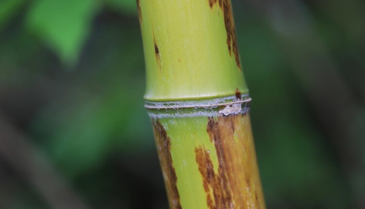 Sonhar com bambuzal revela força, equilíbrio e crescimento espiritual