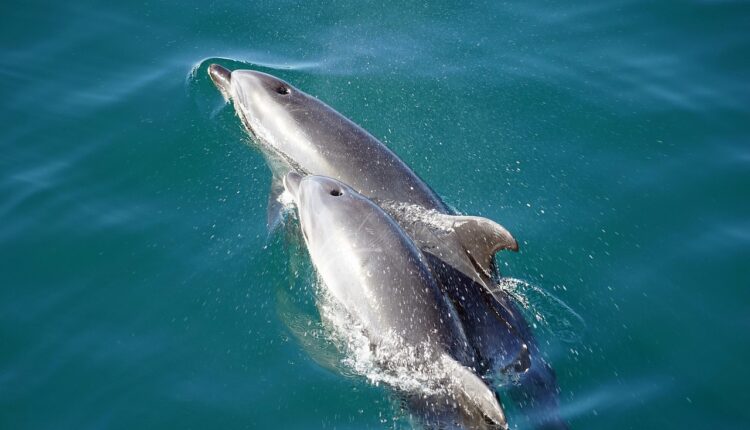Sonhar com bebê com dente revela amadurecimento precoce e força interior
