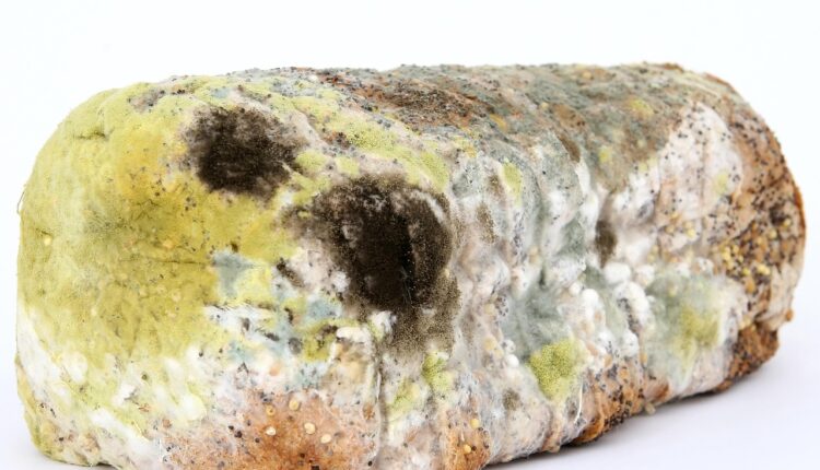 Sonhar com bichos na comida indica contaminação emocional e alerta interior