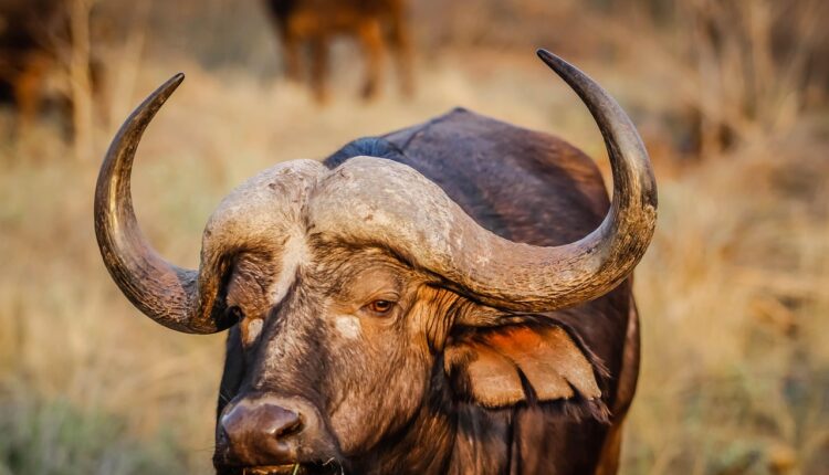 Sonhar com búfalo preto bravo representa força bruta e proteção espiritual