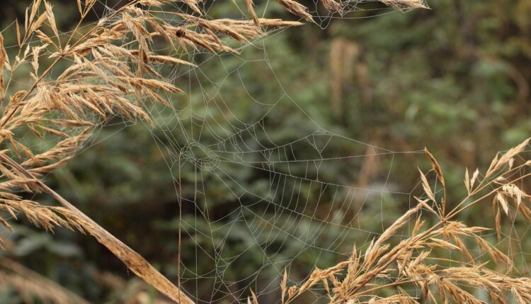 Sonhar com cobra e aranha indica traições e teias de manipulação