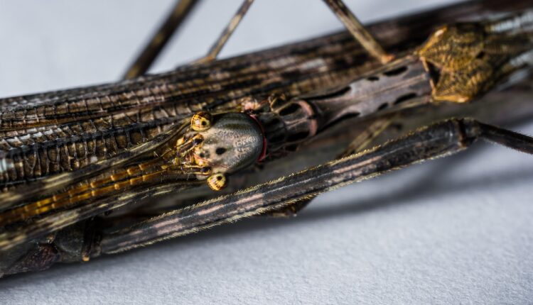 Sonhar com espírito de criança indica pureza e necessidade de cura emocional