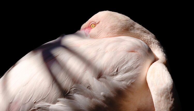 Sonhar com flamingo representa equilíbrio, elegância e harmonia