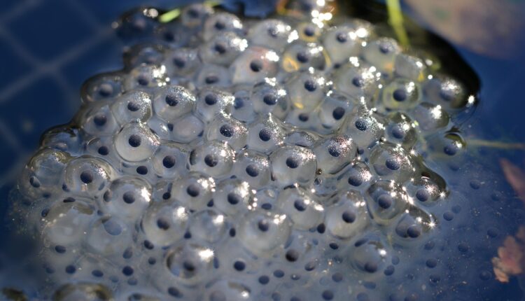 Sonhar com girino simboliza início de transformações e novas fases