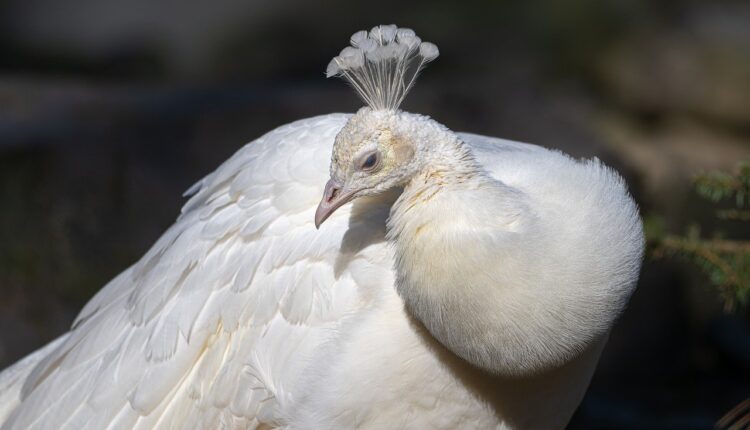Sonhar com jaleco branco indica cura, proteção e sabedoria espiritual