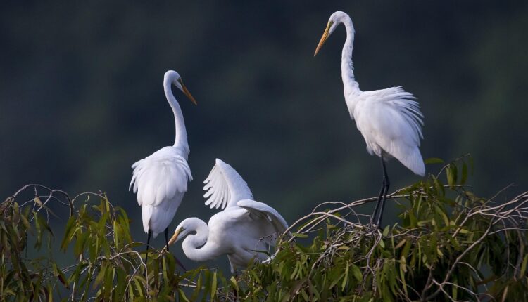 Sonhar com kombi branca representa reencontros e novas jornadas pela vida
