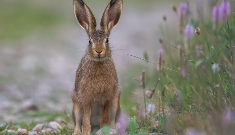 Sonhar com lebre indica agilidade e oportunidades rápidas