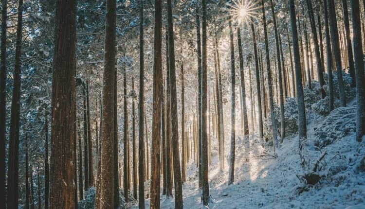 Sonhar com plantação simboliza crescimento, colheita e prosperidade
