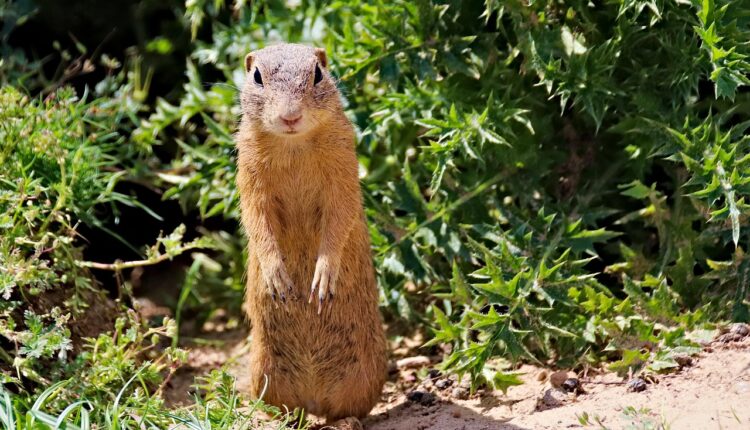Sonhar com preá representa timidez e necessidade de cautela