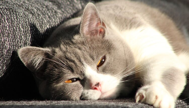 Sonhar com pus saindo do corpo indica purificação e libertação interior