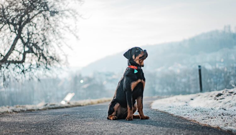 Sonhar com rottweiler indica lealdade e necessidade de proteção