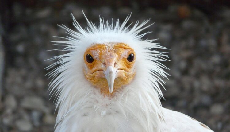 Sonhar com urubu bicando indica limpeza espiritual e libertação de energias negativas