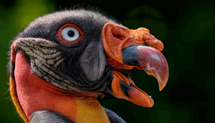 Sonhar com urubu bicando representa limpeza energética e renovação