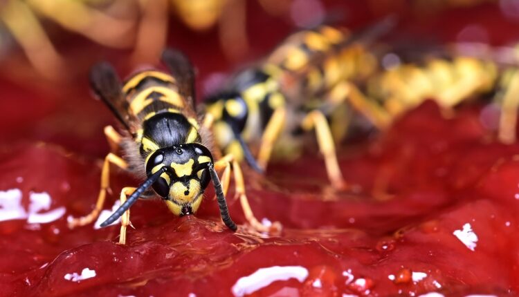 Sonhar com vespas atacando alerta para conflitos e energias negativas